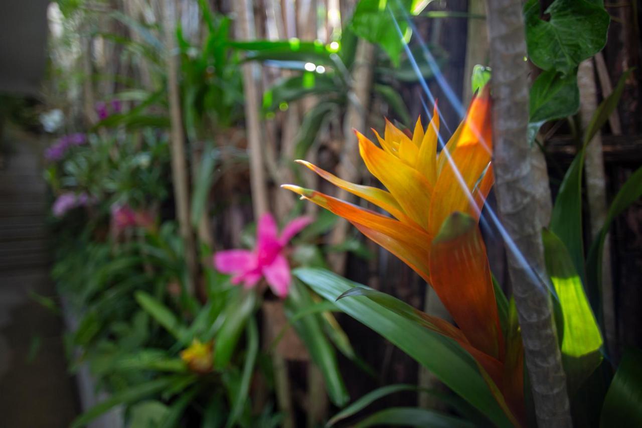 Hotel Anjali Casa Divina Sayulita Exteriér fotografie